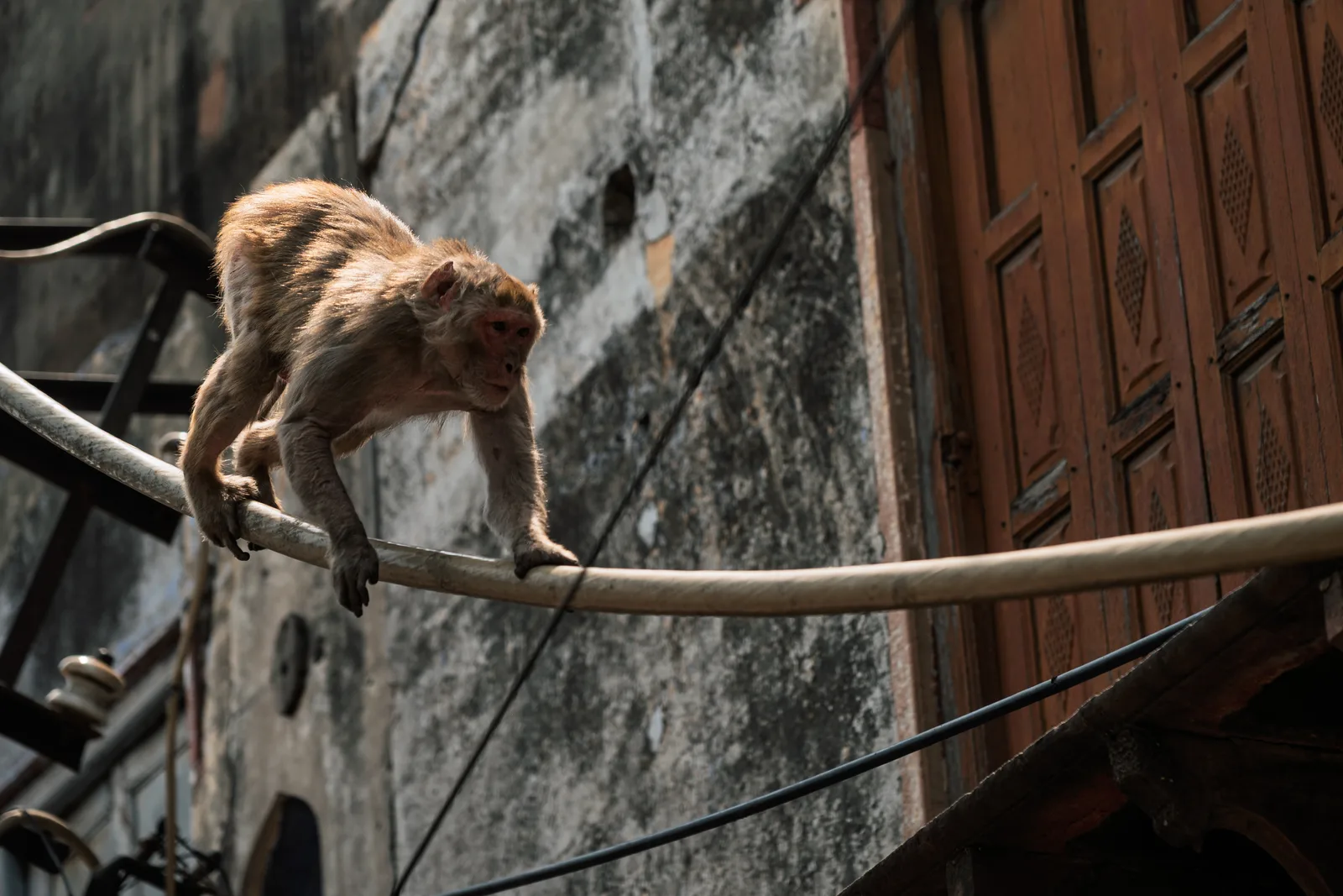 Crossing between buildings on a water pipe.